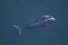 Right whale and calf